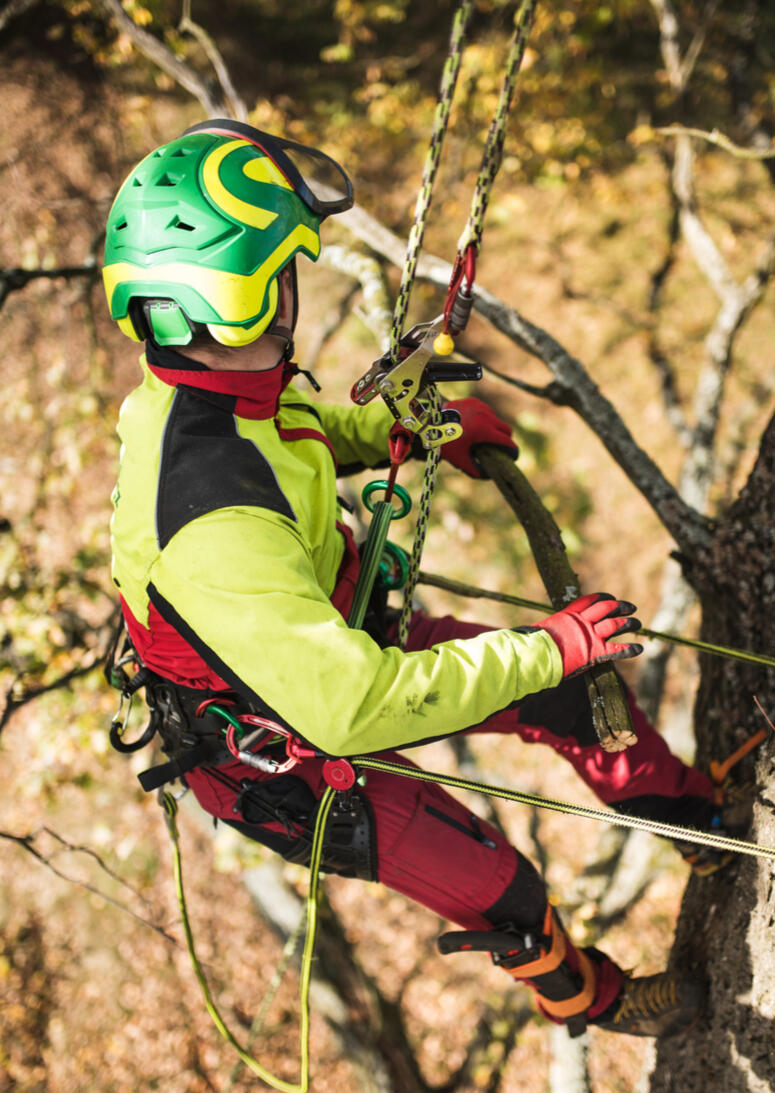 Baumklettern Baumklettern